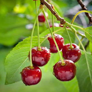 Meteor Sour Cherry (Prunus cerasus)