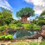 Disney's Animal Kingdom