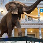 Smithsonian National Museum of Natural History