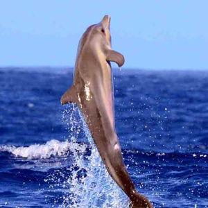 Dolphin Watch & Swim Tour