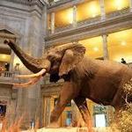 Smithsonian National Museum of Natural History