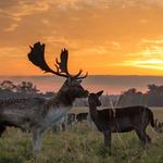 Phoenix Park