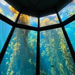 Monterey Bay Aquarium