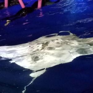 Snorkeling Excursion