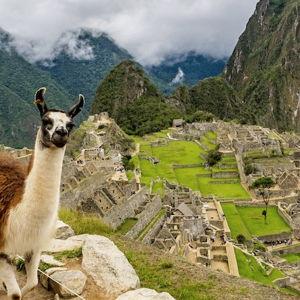 Honeymoon - Shay, Liam and the Llama's Trip to Machu Pichu