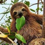Gamboa Wildlife and Sloth Sanctuary