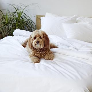 Luxe Sateen No Flat Sheet Set