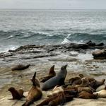 La Jolla