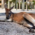 Brevard Zoo