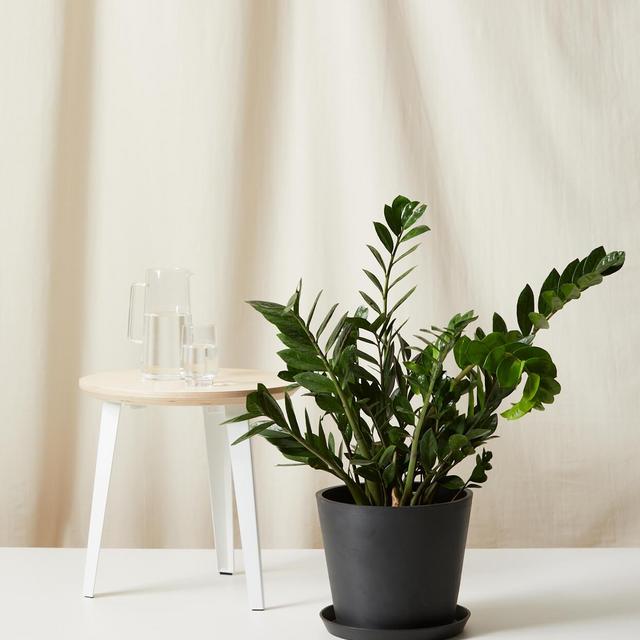 ZZ Plant