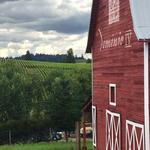 Dominio IV Wines