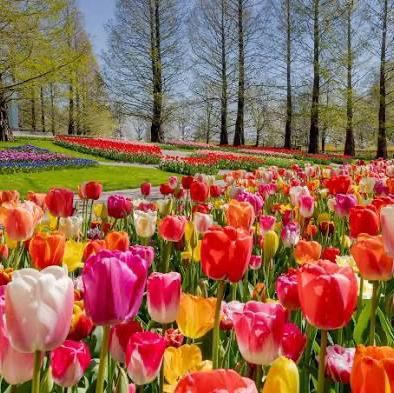 Amsterdam Tulip Field Elopement