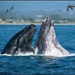 Monterey Bay