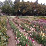 Stratton's Cutting Garden