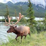 Icefields Parkway to Jasper