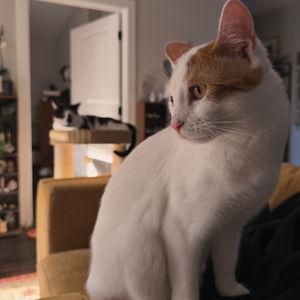 Pet Sitter for the Honeymoon