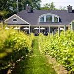 Visit the Wineries