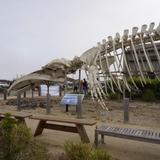 Seymour Marine Discovery Center