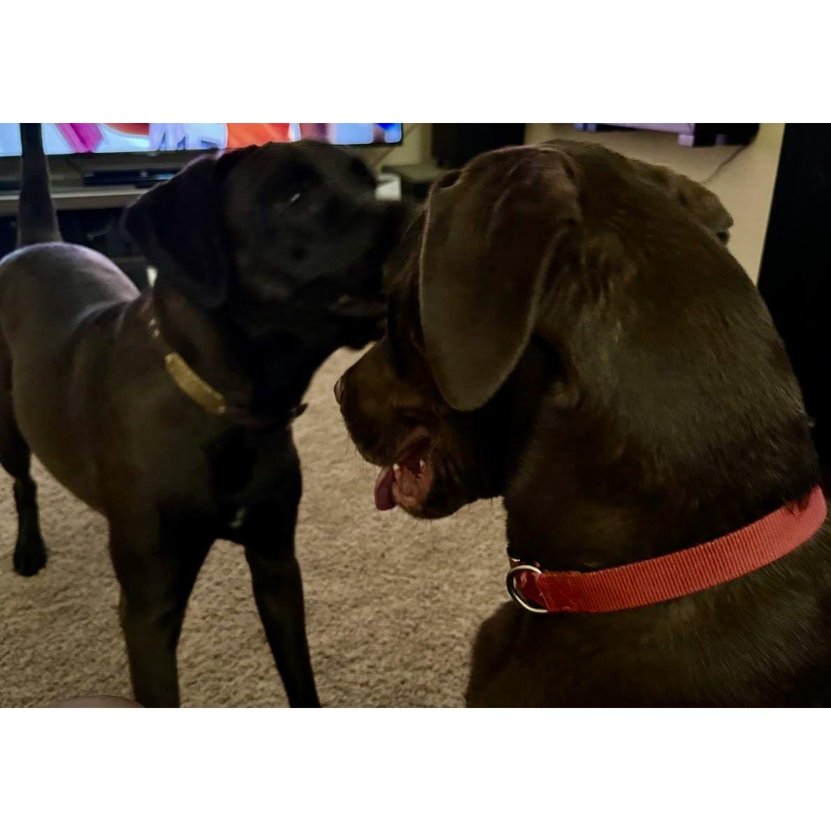 Max and Cleo