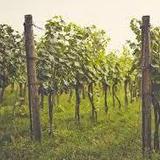 Whitley Vineyards