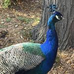 Detroit Zoo