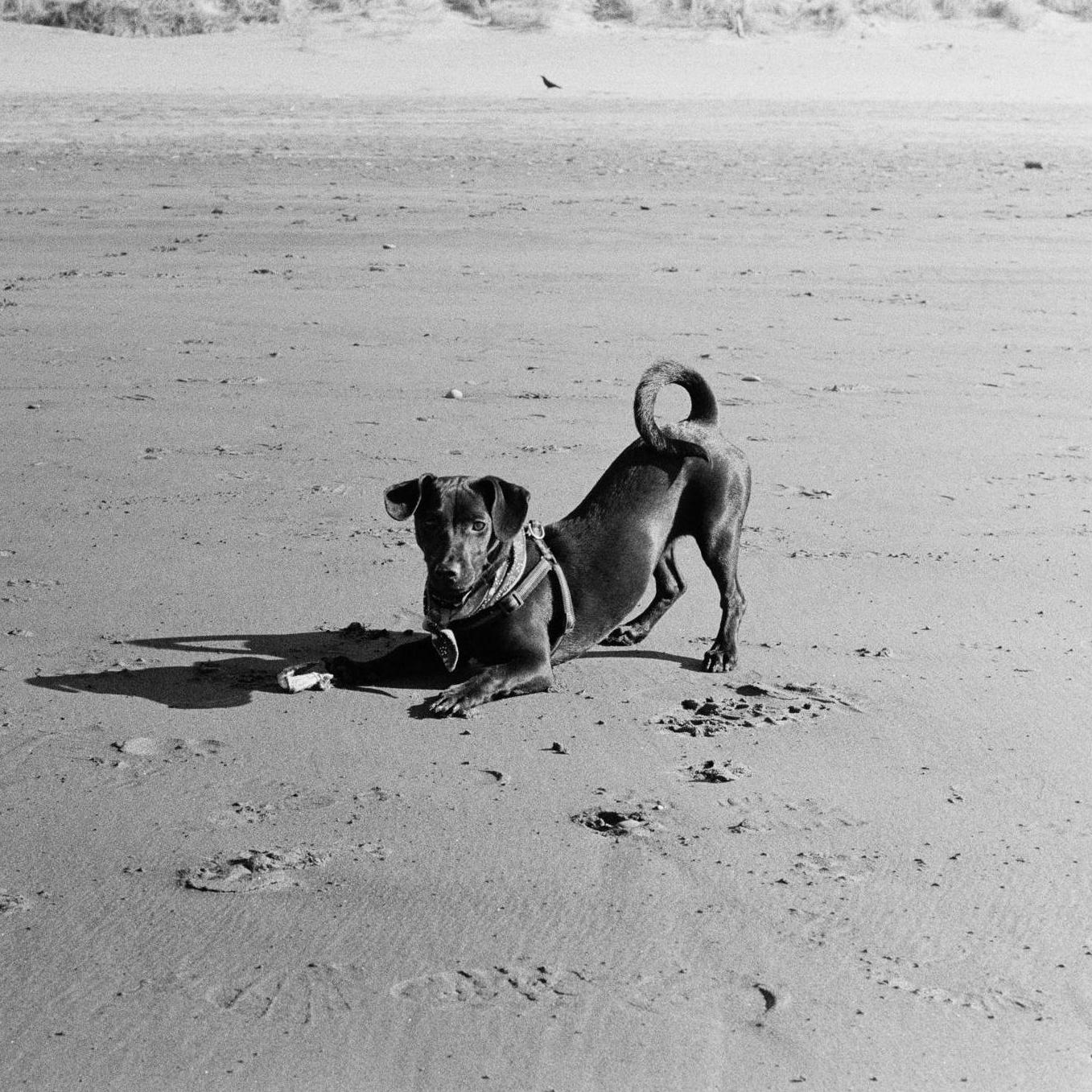 Juno pup