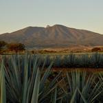 Tequila
