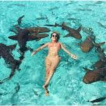 Swim with the sharks