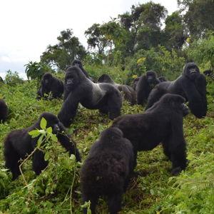 Gorilla trekking permit in Volcanoes National Park