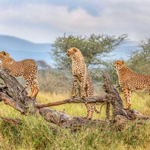 Honeymoon Fund - South African Safari