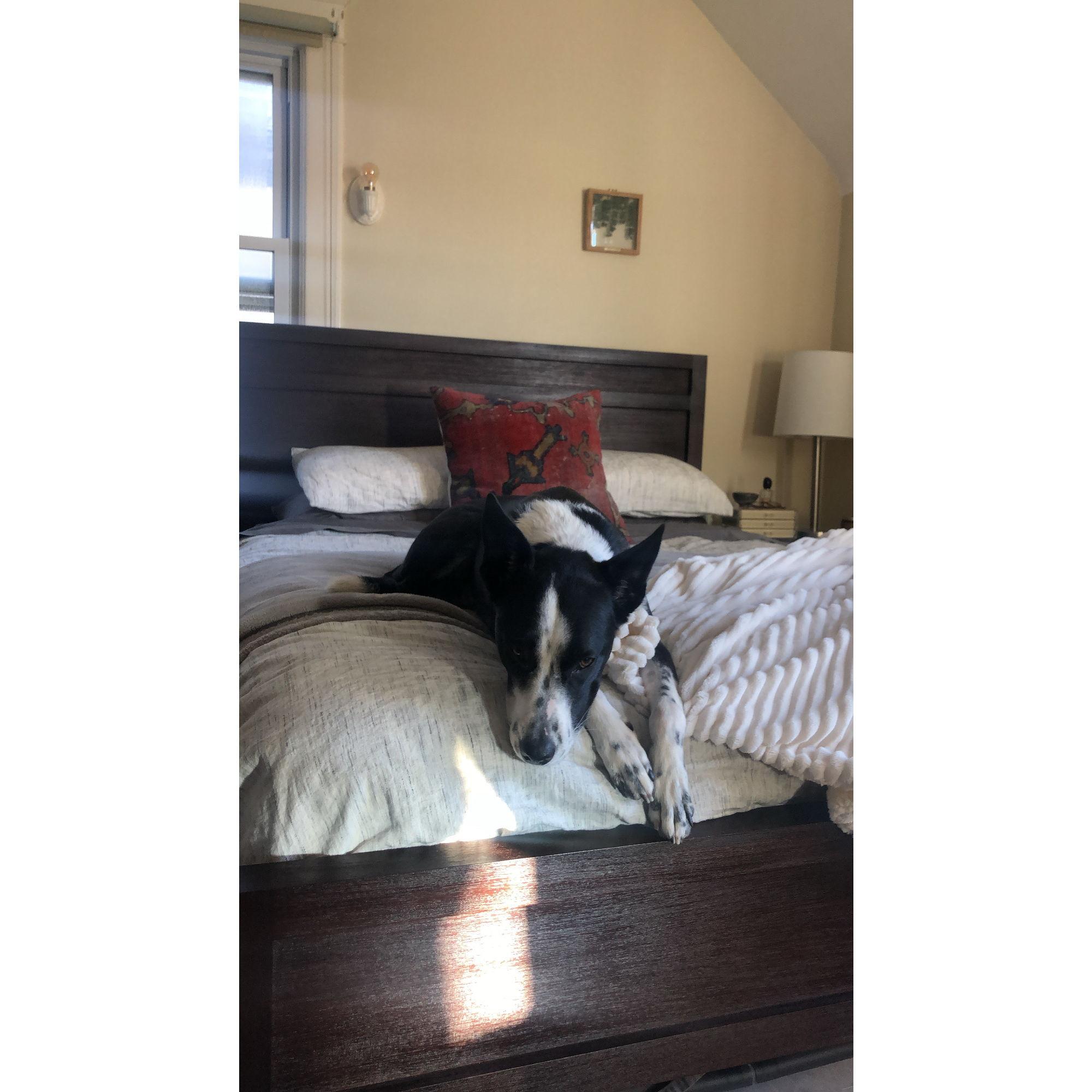07.2020 We adopted Macy and moved in together!