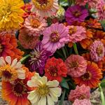 Garvey's Gardens, LLC