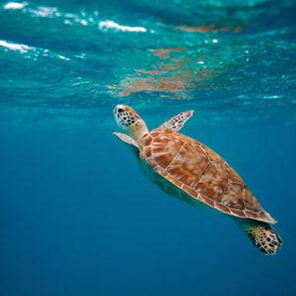 Honeymoon - Snorkeling Excursion (credit card)