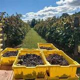 South Dominion Vineyard