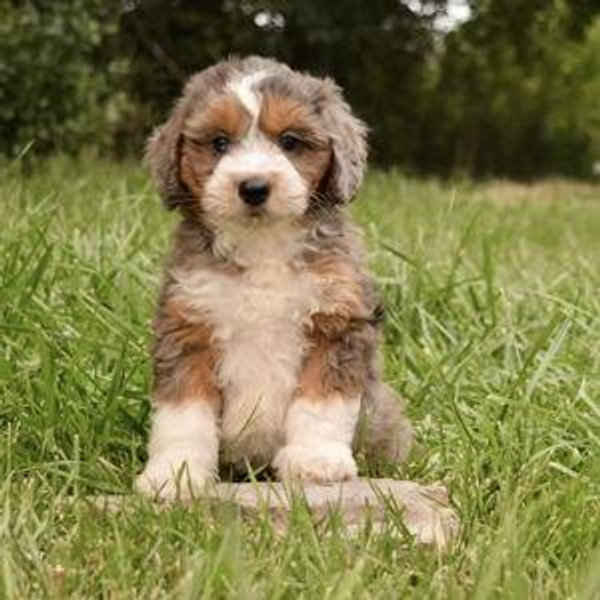 Future Puppy Nebraska