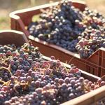 Agriturismo Fattoria Maionchi