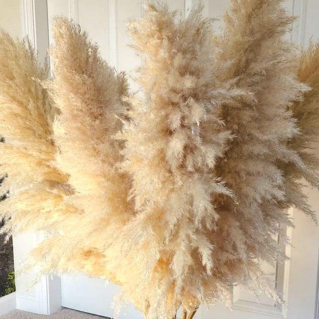 TALL PAMPAS GRASS 2-4ft | Grand Sale | Boho Home Decor | Wedding Floral Decorations | Flower Arranging | Pampas Bouquet | Bohemian Wedding