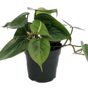 Heart Leaf Philodendron - Easiest House Plant to Grow - 4&quot; Pot - Live Plant