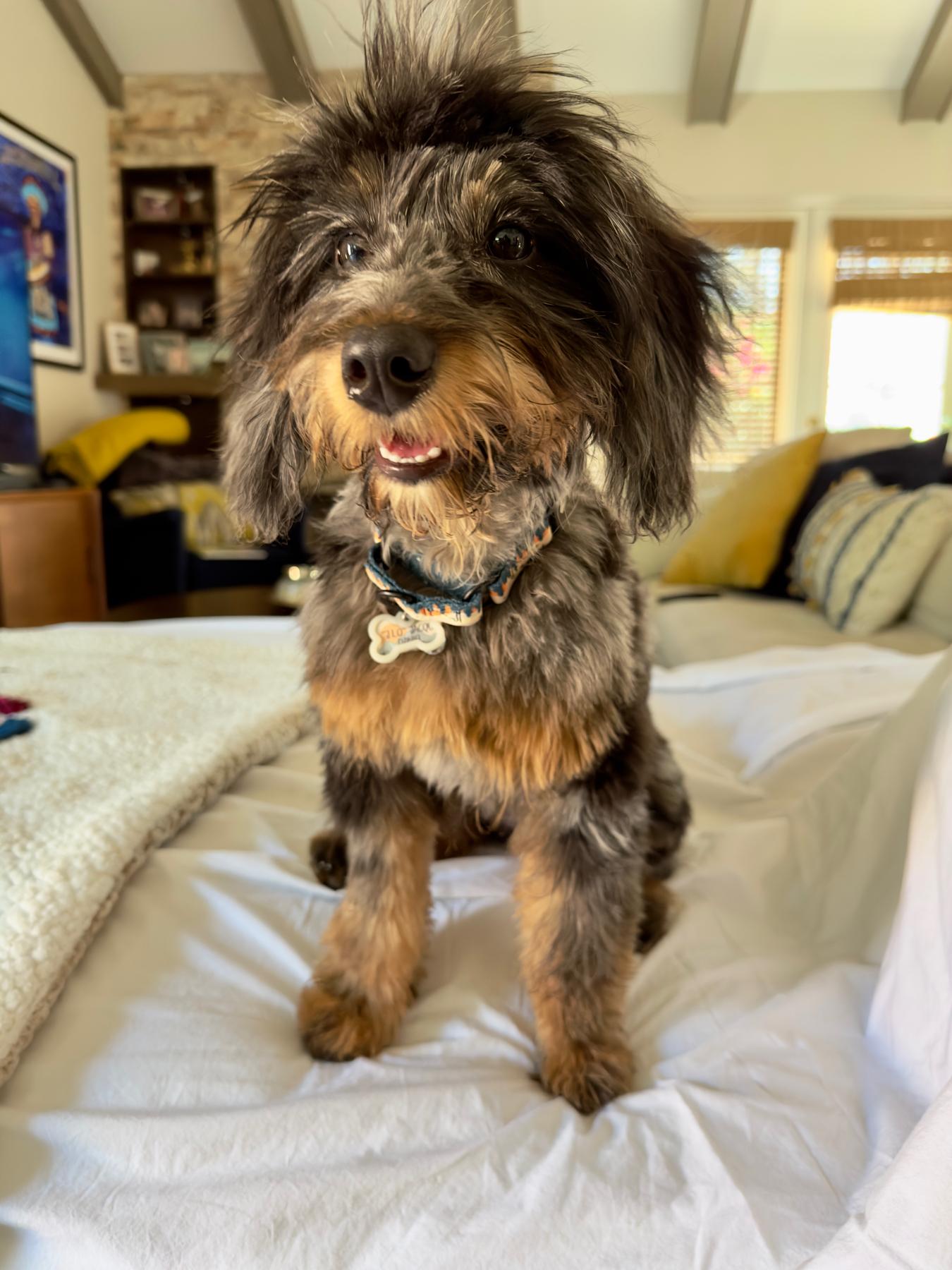 Jacque Leaux Daniel AKA J.Lo adopted March 2023