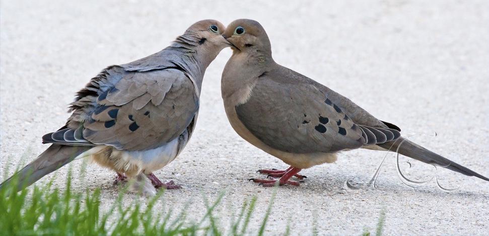 Mourning doves (rain doves) have followed us everywhere—from a happy couple in a nest on John’s front porch to a sweet couple visiting my bedroom window.