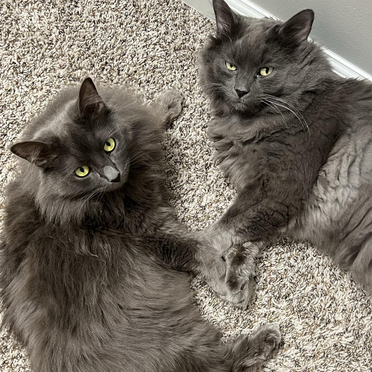 A month after adopting Vanellope. The first time I caught her and Felix laying next to each other :’)

1-18-2023