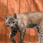 Oglebay Good Zoo