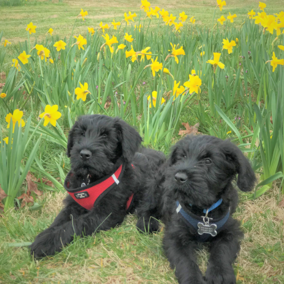 Mousse and Winnie, 12 weeks old.