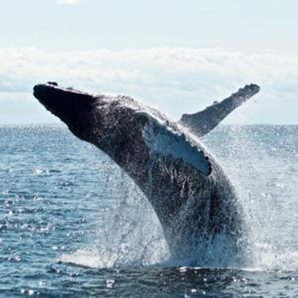 Whale and Dolphin watching Tour
