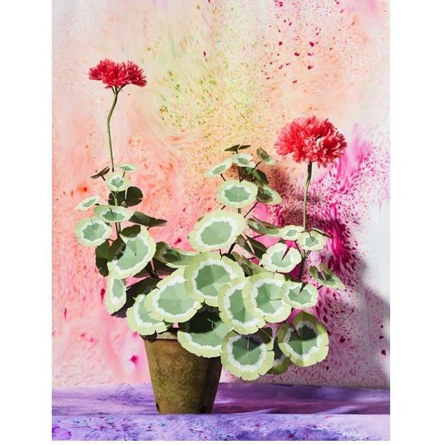 The Green Vase Geranium Plant