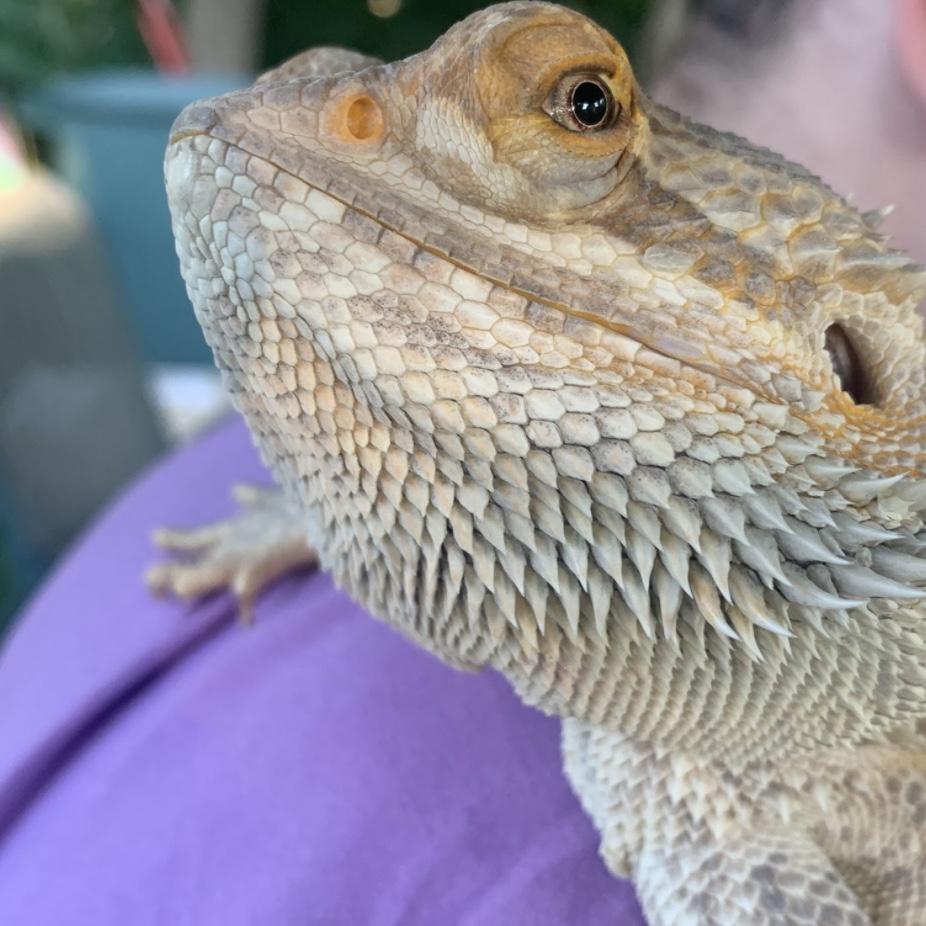 rip buddy 🖤