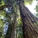 Muir Woods National Monument