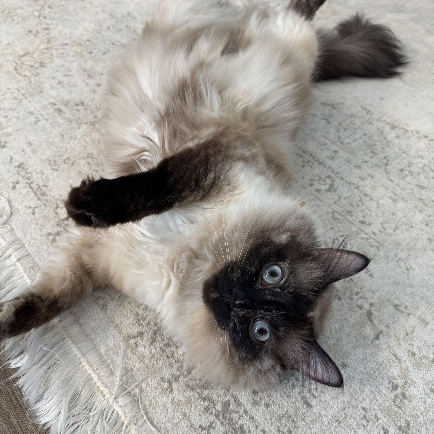 Our fur baby Evie