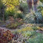 The Ruth Bancroft Garden & Nursery