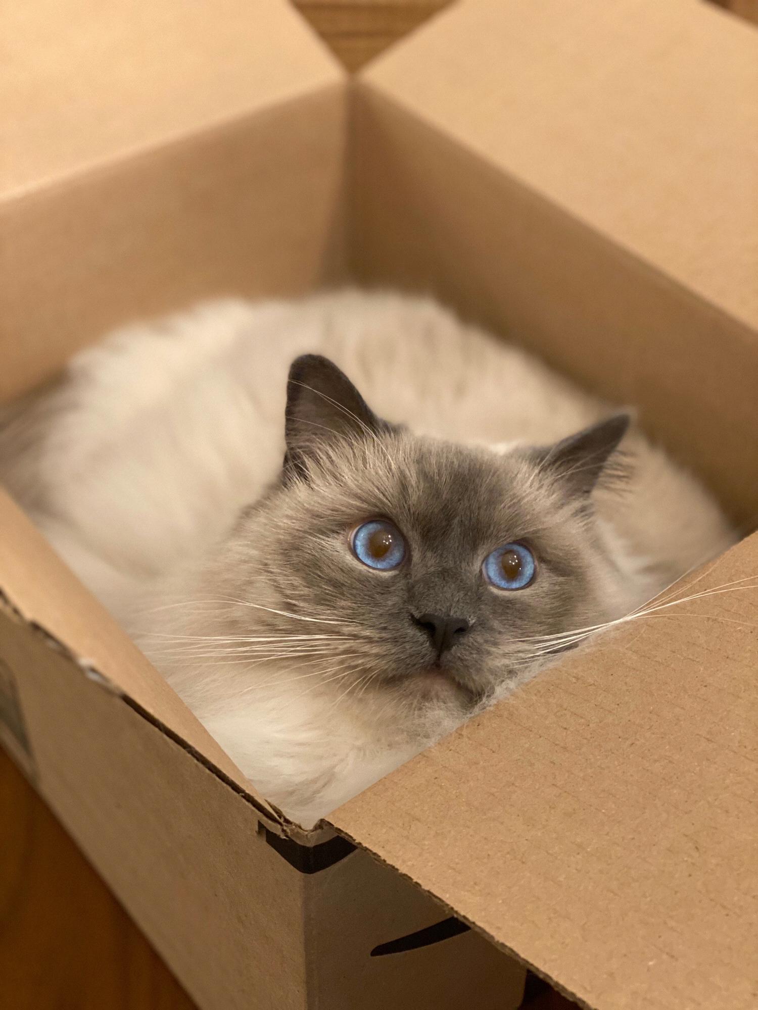 our silly boy - if it fits, he sits!